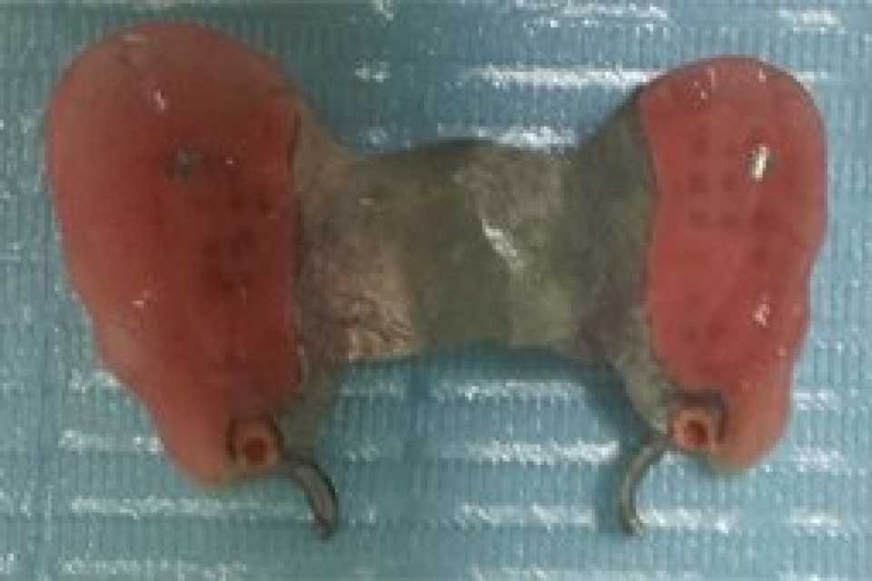 Foto 2-2